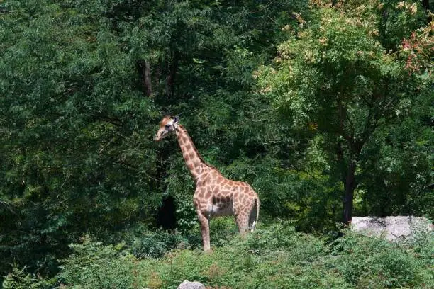 Photo of giraffes in the wild