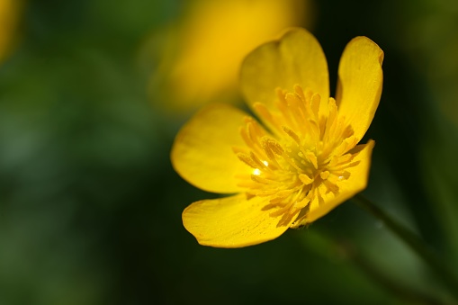 A macro shot of a beautiful blooming yellow Ranunculus on a blurred background