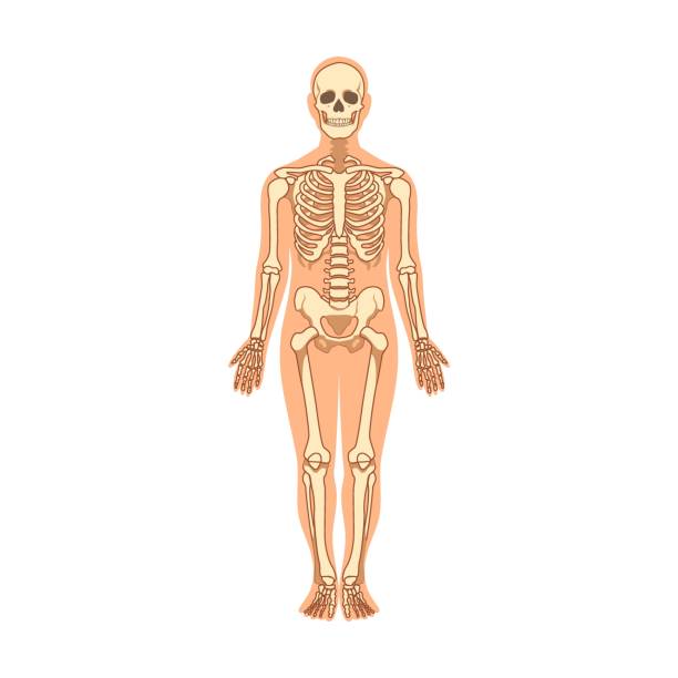 ilustrações, clipart, desenhos animados e ícones de músculos e ossos na ilustração vetorial do corpo humano. homem dos desenhos animados com estrutura da anatomia isolada no fundo branco - rib cage