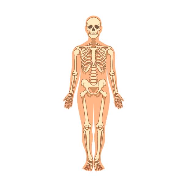Muscles and bones in human body vector illustration. Cartoon man with anatomy structure isolated on white background vector art illustration