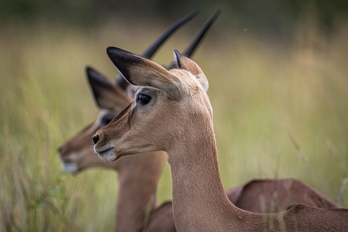 A beautiful shot of impalas in Pilansberg Nature Reserve