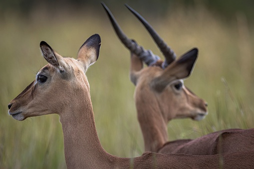 A beautiful shot of impalas in Pilansberg Nature Reserve