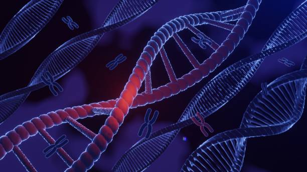 estructura espiral del adn. adn helix hebra complementaria de secuencias código genético o genoma. expresión génica. base de datos de nucleótidos. el proceso del dogma central de transcripción y traducción. renderizado 3d. - nucleotides fotografías e imágenes de stock