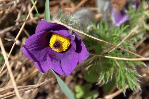 istock Closeup shot of Eastern pasqueflower 1445642543