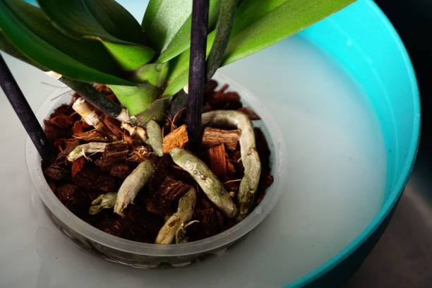 istock Orchid flower roots on the water bowl, close-up 1445642937