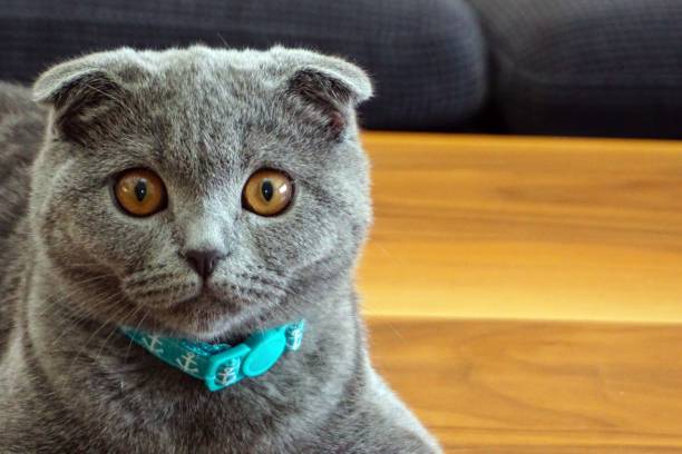 istock Funny Scottish Fold breed cat looking at the camera, close up 1445643135