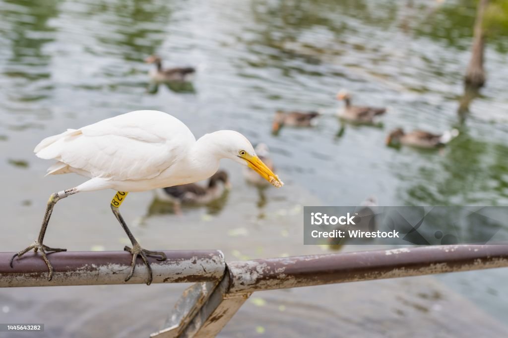 Cattle egret perched on a steel tube. Cattle egret (Bubulcus ibis) perched on a steel tube with a piece of bread in its beak, in a park in Barcelona (Spain). Animal Stock Photo