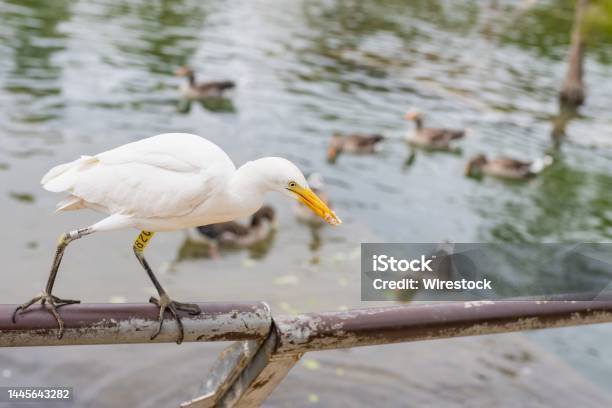 Cattle Egret Perched On A Steel Tube Stock Photo - Download Image Now - Animal, Animal Wildlife, Animals In The Wild