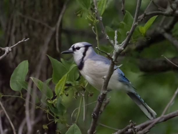istock Closeup of a beautiful Blue Jay bird perched on a tree branch during the daytime 1445643369