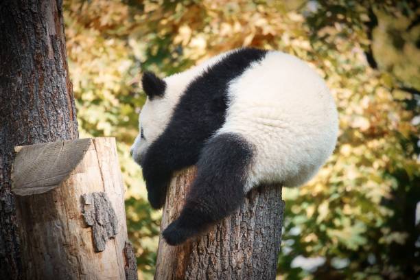 istock Cute panda sitting on a tree trunk in a blur 1445643423