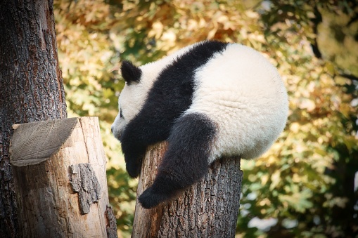 A cute panda sitting on a tree trunk in a blur