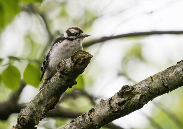 istock Selective focus shot of a downy Woodpecker perching on the branch 1445643739