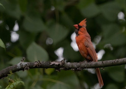 A selective focus shot of a Cardinal bird perching on the branch