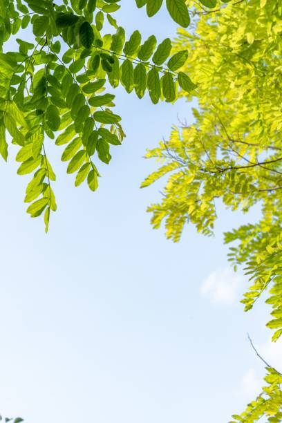 istock Vertical low angle shot of green tree branches in a blue sky 1445644203
