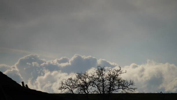 istock Silhouettes of trees against the beautiful cloudscape. 1445644207