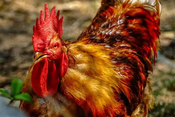 Photo of Closeup view of famous Denizli rooster cock under sunlight in garden