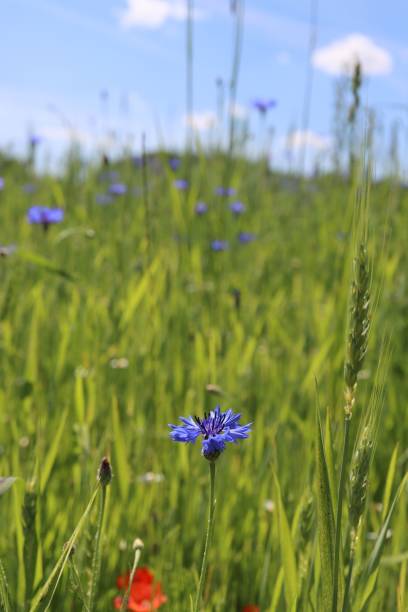 istock Vertical shot of cornflowers in a field during daytime 1445644660