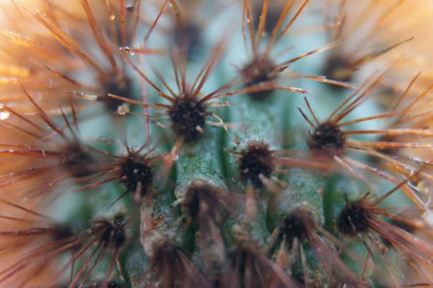 istock Macro shot of a cactus plant growing in sunlight 1445645113