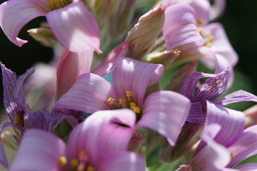 A macro shot of a pink Kalanchoe pumila flower growing in sunlight