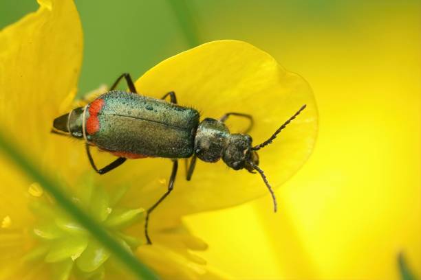 istock Closeup on a metallic green Malachius bipustulatus beetle sittin 1445645176