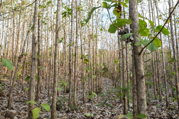 istock Teak wood forest in Indonesia 1445645225