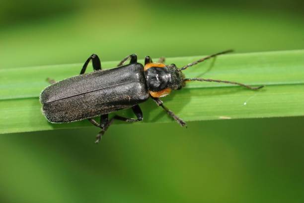 istock Closeup on a black colored soldier beetle, Cantharis obscura sit 1445645234