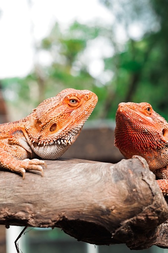 A vertical shot of bearded dragons on the blurry background