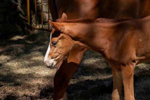 istock A mare with her foal a few weeks old 1445645519
