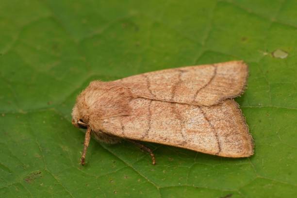 istock Closeup on a Treble Lines  moth,Charanyca trigrammica, sitting o 1445645799