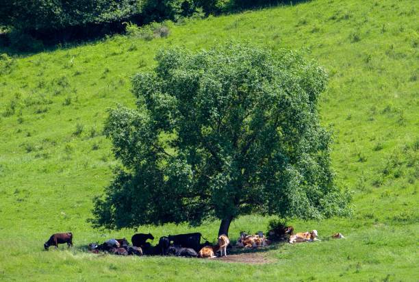istock Cows standing in the shade of a tree 1445646020