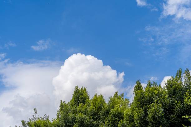 istock Landscape view of the trees and blue sky 1445646370