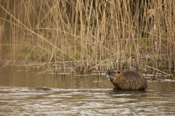 istock Wet brown beaver in a dirty lake in a forest 1445646774