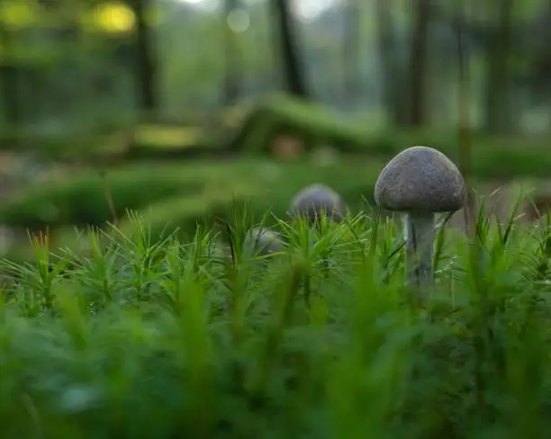 A tiny Cortinarius genus mushroom in moss