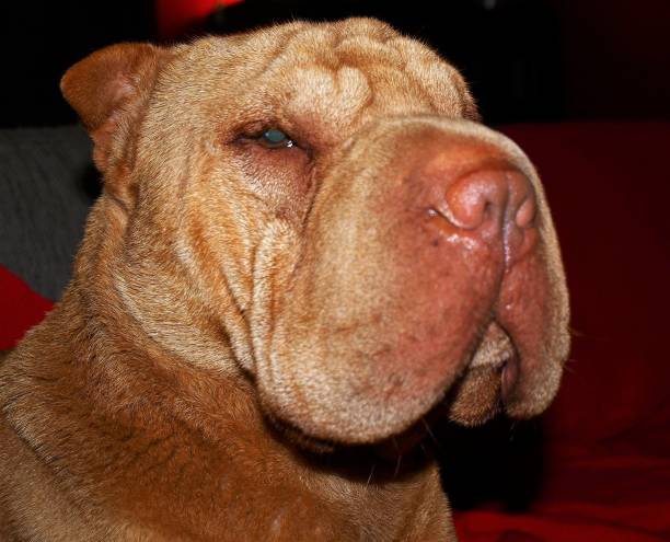 istock Sar pei adult dog head 1445646996