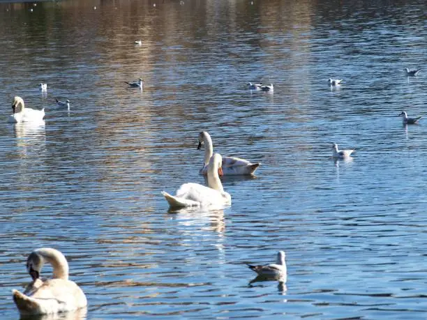 Swans seagulls and other birds in Kastoria lake Greece