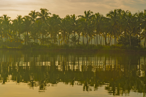 coconut tree reflecting In the water under blue sky, Kerala backwaters photography during day time Alappey Kerala