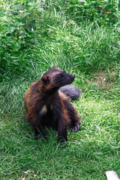 istock Wolverine sitting on the green grass 1445647899