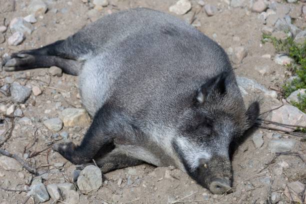 Wild boar laying on the ground in the sun