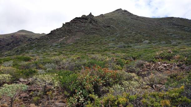 istock Tenerife - May 2018: Hiking path Teno 1445648081