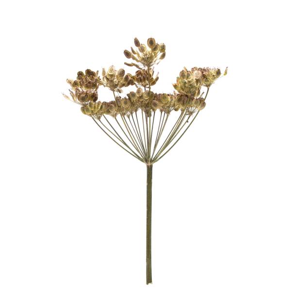 istock Dry hogweed isolated on a white background 1445648165