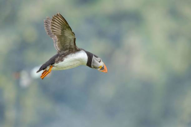 istock Atlantic Puffin in flight isolated in blurred background 1445648167