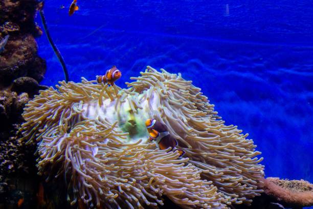istock Beautiful clownfish in a large aquarium 1445648913