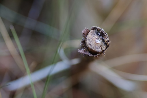 Frontal view of a sawed off branch, merging into a mosaic background