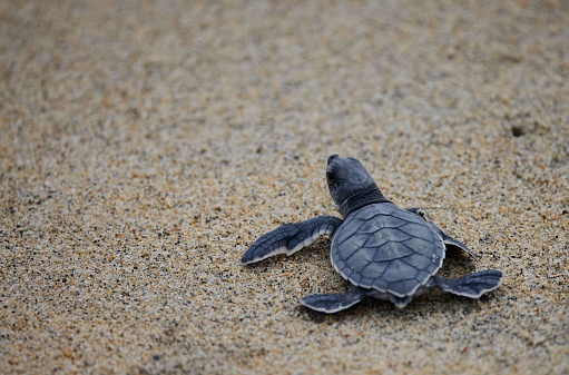 A small Green sea turtle (Chelonia mydas) walking on the sand beach in closeup