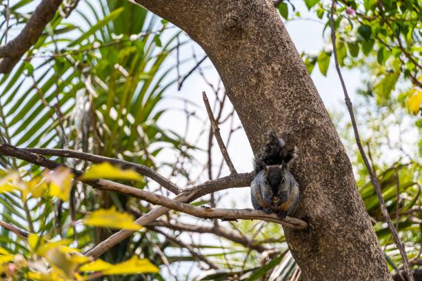 istock Western gray squirrel (Sciurus griseus) on a branch holding food 1445649100