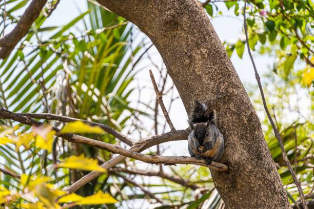 istock Cute gray squirrel sitting on a branch and munching on food 1445649110