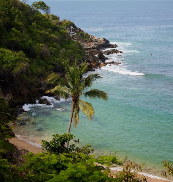 istock Ocean waves touching the coastline covered in green plants 1445649207