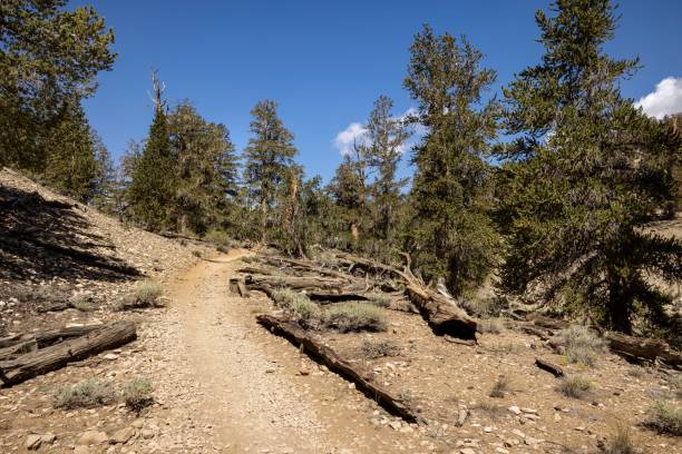 istock Road through the wilderness surrounded by trees against a cloudy sky 1445649421