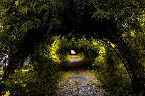 Bamboo made corridor in a park in Tripura. Small bamboos are stick-ed together to create a beautiful natural gate over the path