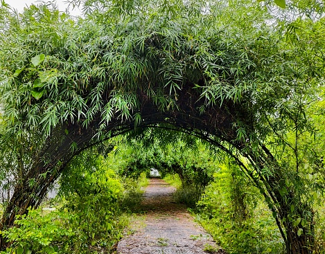 Bamboo made corridor in a park in Tripura. Small bamboos are stick-ed together to create a beautiful natural gate over the path